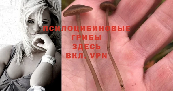 PSILOCYBIN Алзамай
